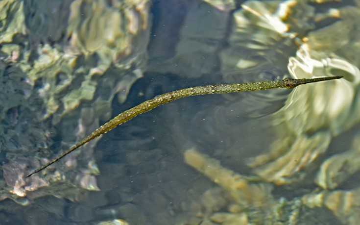 fistoularia3