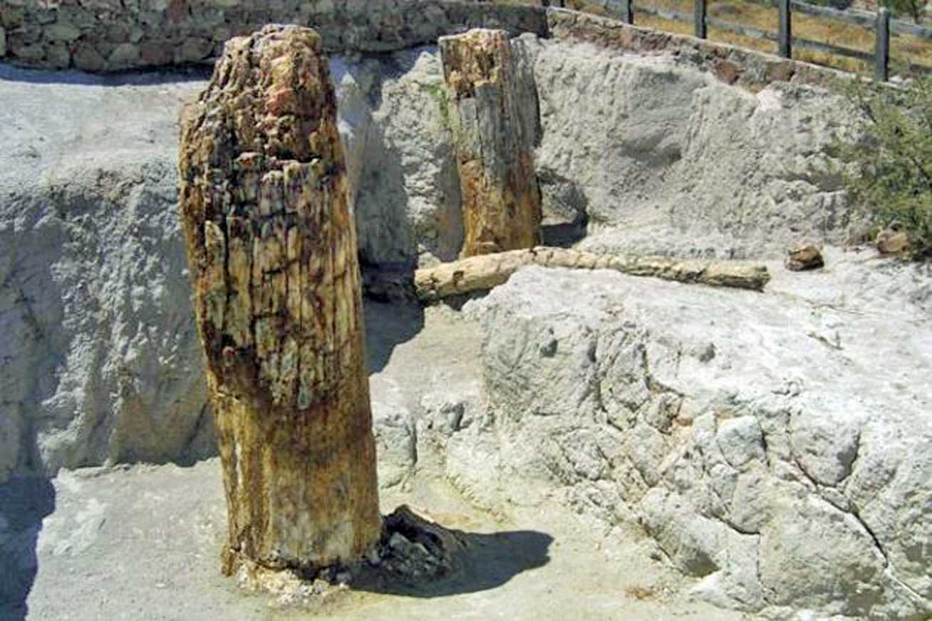 apolithomeno_dasos